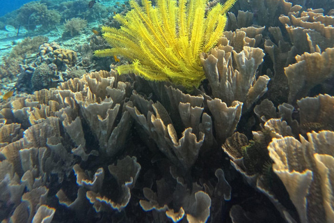 Gili Trawangan: Private Turtle Snorkeling Tour with GoPro 2-Hours Private Snorkeling Tour Turtle & Gopro