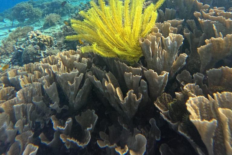 Gili Trawangan: Private Turtle Snorkeling Tour with GoPro 2-Hours Private Snorkeling Tour Turtle & Gopro