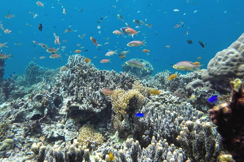 Cebu: Valhajsskådning, Kawasan Falls och snorkling