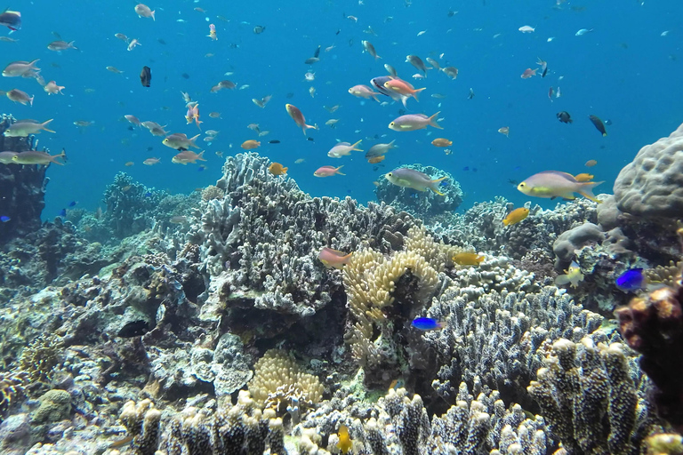 Cebu : Observation des requins-baleines, chutes de Kawasan et plongée en apnée