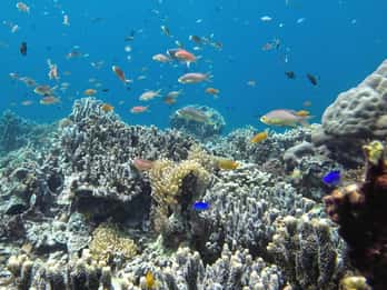 Cebu: Giro delle isole di Mactan con snorkeling