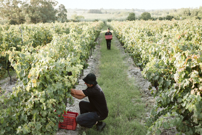 Braccobosca 酒庄之旅参观布拉科博斯卡酒庄并品尝特级葡萄酒
