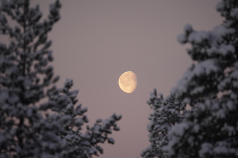 Nordreisa: guided snowshoe tour with a husky Guided snowshoe tour 2h with a husky & snack & campfire