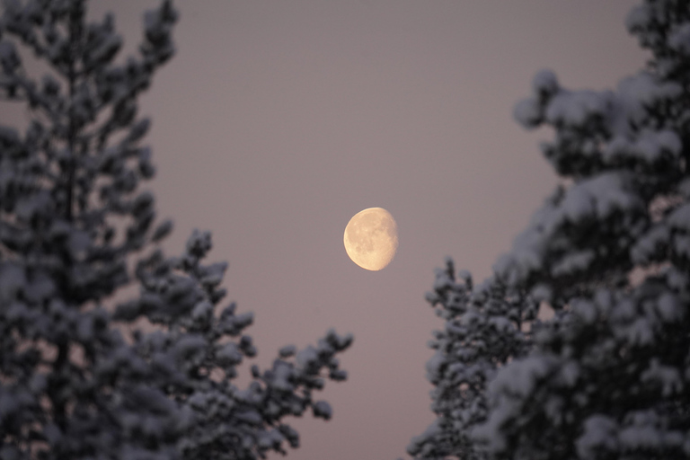 Nordreisa: guided snowshoe tour with a husky Guided snowshoe tour 2h with a husky & snack & campfire