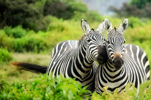 5 Days Group Serengeti, Ngorongoro & lake Manyara Safari