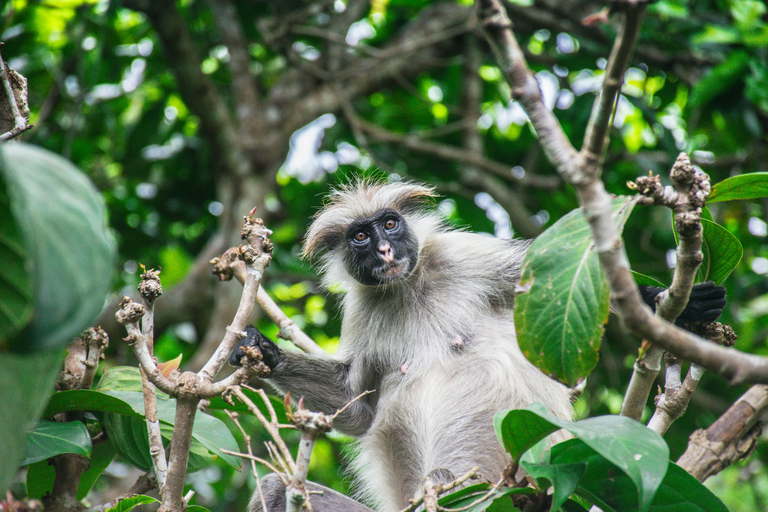 Zanzibar: Jozani Forest rondleiding met lunch