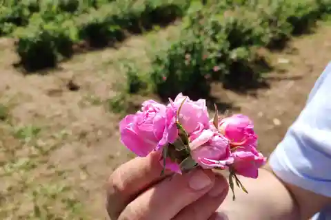 Kazanlak: Rose Festival 2025 VIP Access