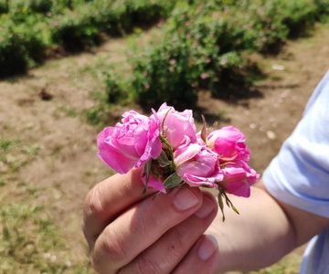 Kazanlak: Rose Festival 2025 VIP Access