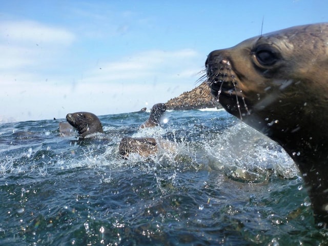 Lima: Tour to Palomino Island