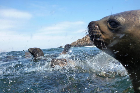 Lima: Tour a Isla Palomino Aventura Marina