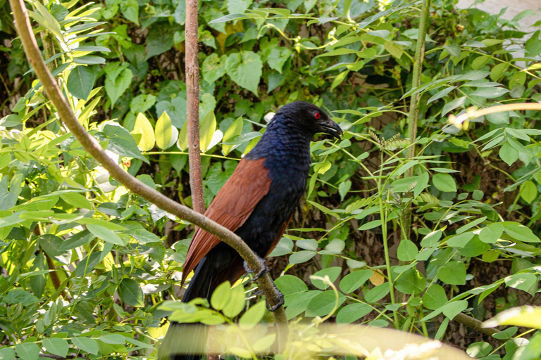 From Galle: Sinharaja Rainforest Trek & Village Lunch From Deniyaya: Private Tuk-Tuk, Rainforest Trek & Lunch