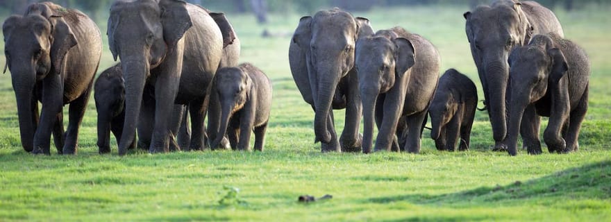 Parc national de Minneriya : safari en Jeep avec billets d'entrée inclus