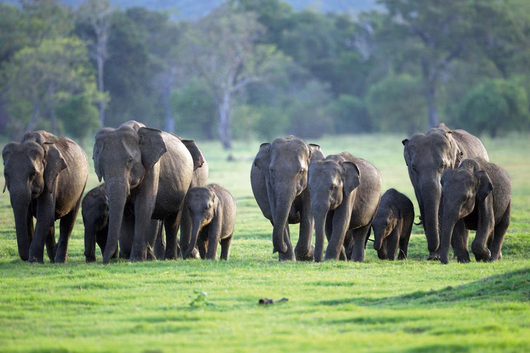 Minneriya National Park: Jeep Safari Include Entrance Fees