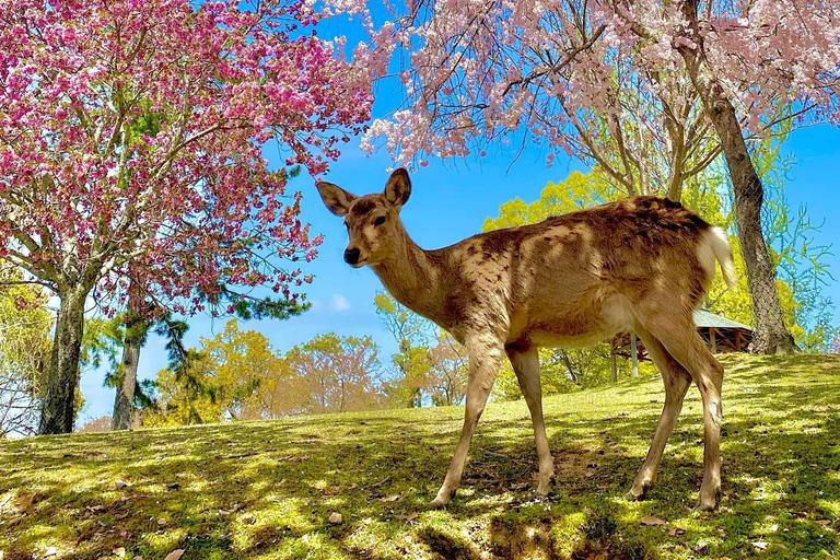 Kansai 10-hour chartered day trip｜Nara city