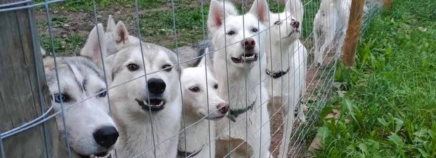 Lappeenranta : visite d'une ferme de huskies, promenade et feu de camp dans un tipi