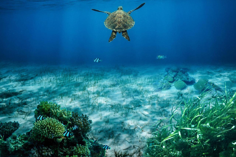 Djerba: Entdecke das Tauchen mit einem TauchlehrerDjerba: Schnuppertauchen mit einem Tauchlehrer