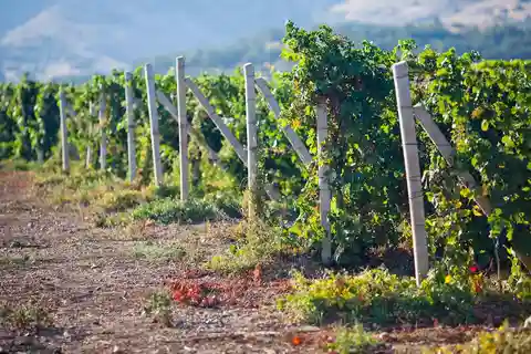 Ica | Huacachina: Viñedos de Vino y Pisco | Tour de Cata
