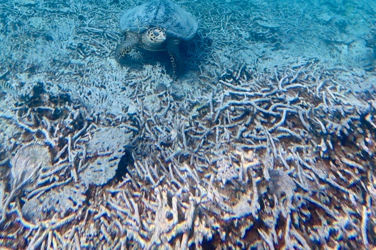 Blue Bay Marine Park: Guided Snorkeling with Video Souvenirs and Snack