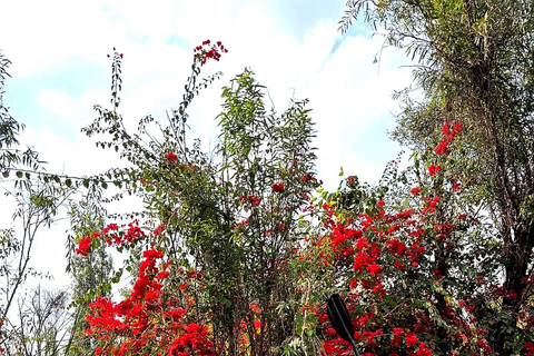 Xochimilco: Sunrise Kayaking, Breakfast and Axolotls Xochimilco: Sunrise Kayaking, Breakfast, and Axolotls