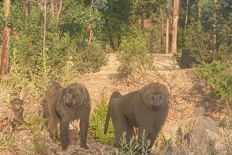 from Addis Ababa, wonchi Lake Suba Hills & Hot Springs