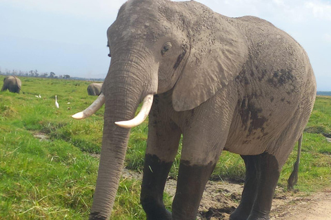 OVER NIGHT AMBOSELI PARK FROM NAIROBI BUDGET SAFARI.