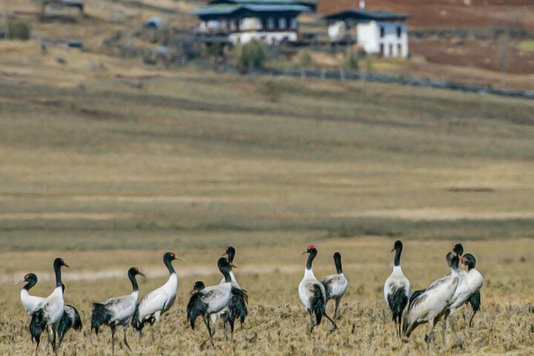 From Thimphu - Enchanting Bhutan tour with Guide 5 days TourMaximum 6 Persons Group