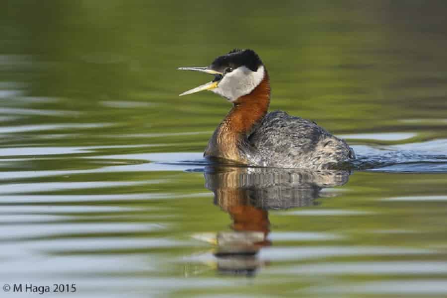 Saskatoon: Donna Birkmaier Park Vogelbeobachtungstour und Spaziergang. Foto: GetYourGuide Saskatoon: Donna Birkmaier Park Vogelbeobachtungstour und Spaziergang. Foto: GetYourGuide