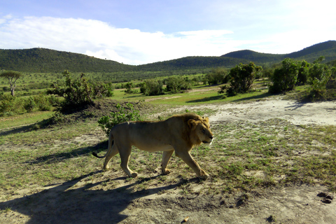 Safari dans le Kenya sauvage Explorez Amboseli, Tsavo Ouest et Tsavo Est 4 joursSafari sauvage au Kenya : découvrez Amboseli, Tsavo Ouest et Tsavo Est en 4 jours