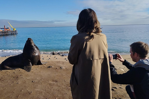 Vineyard, Valparaiso, Horseback Riding, Sea L &amp; BBQ Day Trip