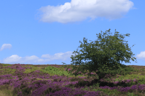 From York: North Moors and Whitby Tour