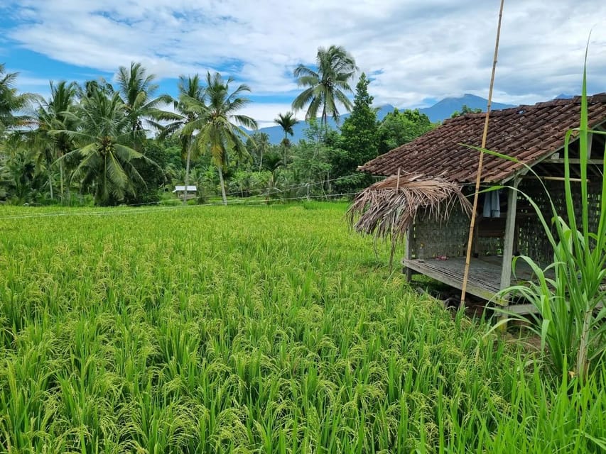 Lombok:Hire Driver-Guide For Cruise Ship Passangers-Day Tour | GetYourGuide