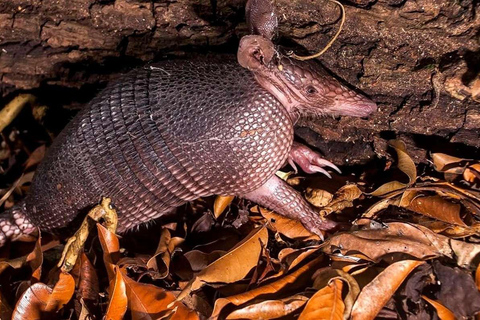 Depuis Madre de Dios Trekking de nuit dans la jungle amazonienne