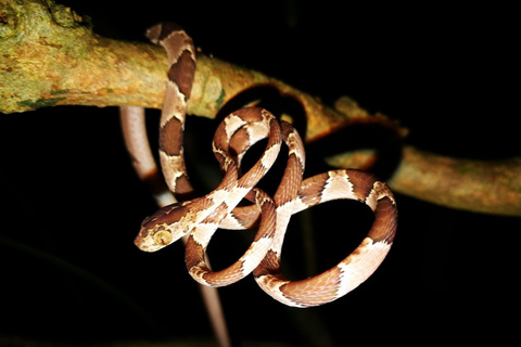 De Madre de Dios | Promenade nocturne dans la forêt amazonienne