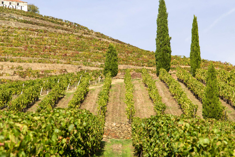 Porto: Douro Valley Authentic Wine Experience with Lunch