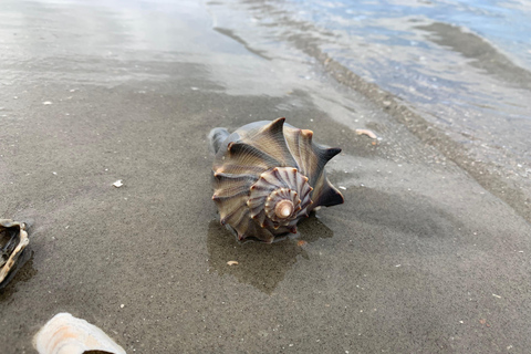 Charleston: Private Shark-tooth hunt and Lighthouse Viewing