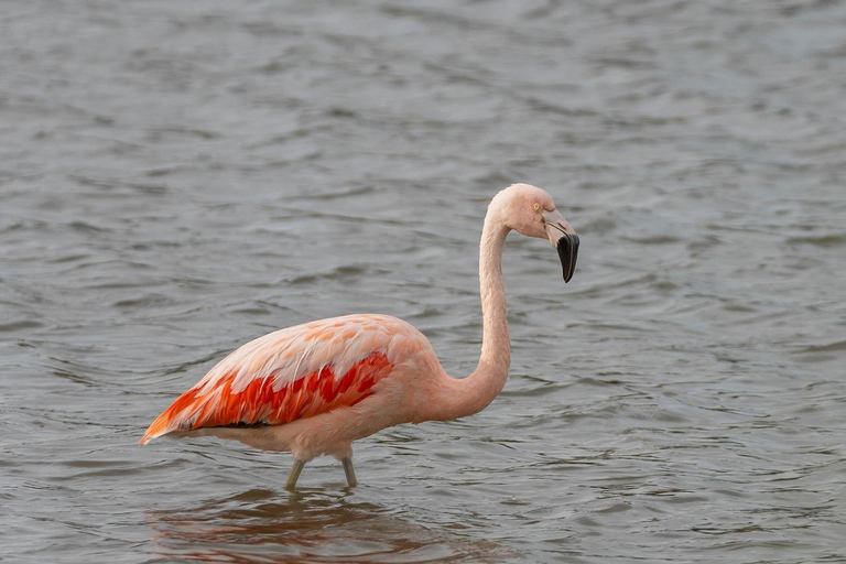 3-Days Nairobi Lake Bogoria and Lake Nakuru National Park