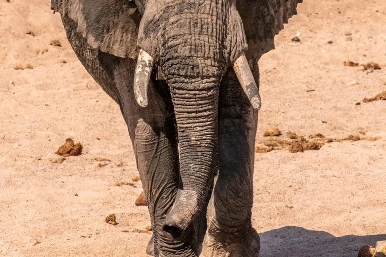 Da Zanzibar: 2 notti e 1 giorno nel PARCO NAZIONALE DI MIKUMI (3 giorni)