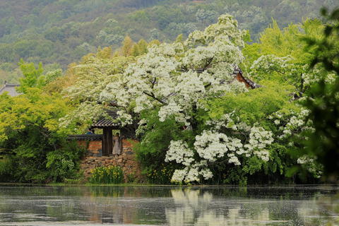 Busan: Miryang Day Tour with Apple Makgeolli Experience