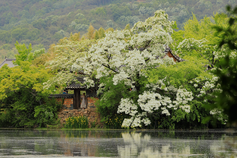 Busan: Miryang Day Tour with Apple Makgeolli Experience