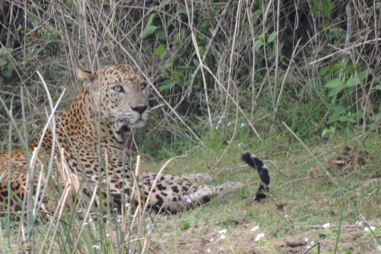 Yala/Mirissa: All Inclusive Full-Day Safari at Yala Park Mirissa/Weligama: All Inclusive Full-Day Safari at Yala Park