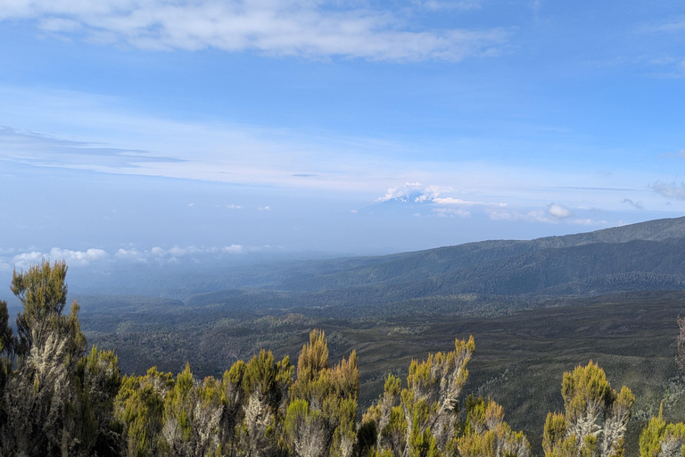 From Moshi: Kilimanjaro Day Trip to Shira with Hike & Picnic