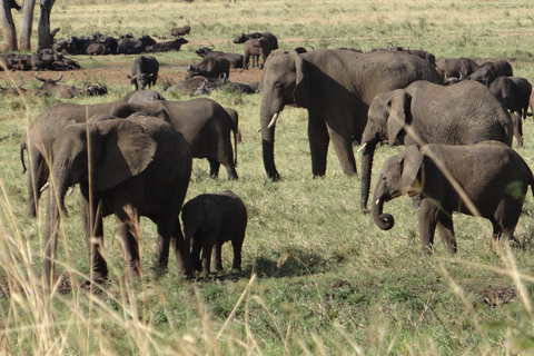 Ouganda : Safari de luxe de 12 jours avec trekking à la rencontre des gorilles