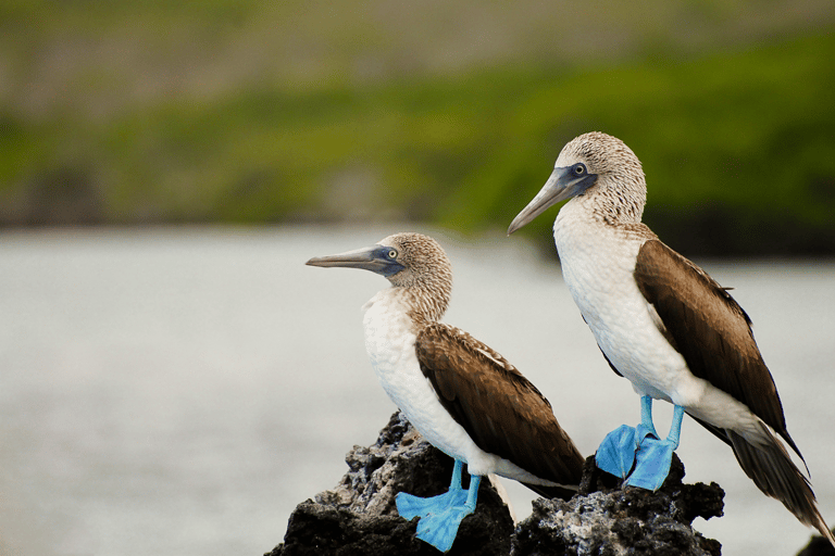 Tour de 9 días al aire libre en Galápagos