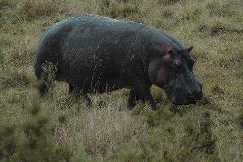 Bwindi gorilla trekking with Queen Elizabeth National Park