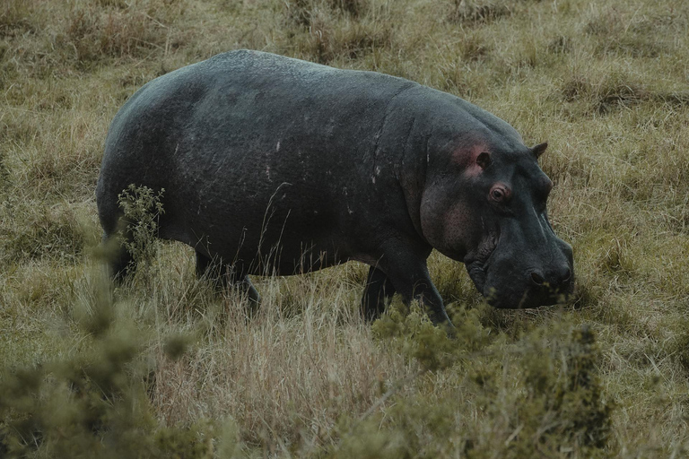 Bwindi gorilla trekking with Queen Elizabeth National Park