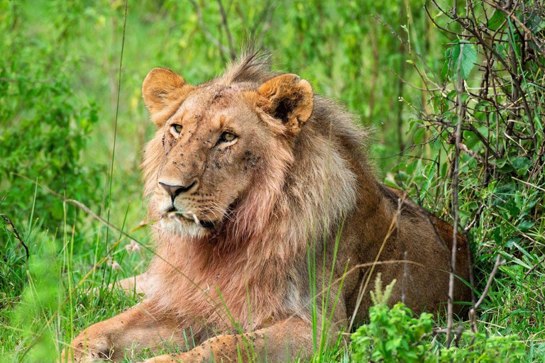Nairobi: 3-Day epic trip to Maasai Mara Reserve with meals 3 days, 2 nights private safari to Mara in a tourist VAN