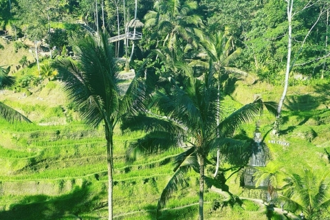 Bali ubud: apenbos, waterval, tempelBali ubud : mongkey bos, waterval, tempel