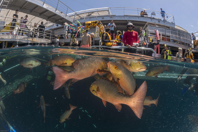 Cairns: Outer Barrier Reef Full-Day Cruise ex Port Douglas From Cairns: Outer Barrier Reef Full-Day Cruise