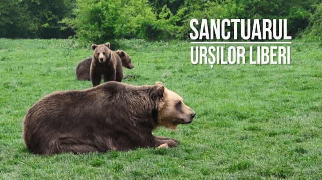 Visit One day trip Bear Sanctuary, Dracula Castle in Chisinau