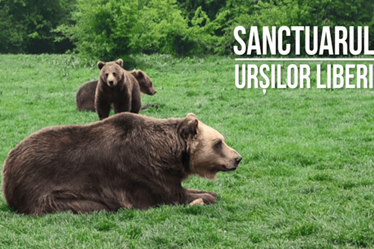 Excursion d'une journée au sanctuaire des ours et au château de Dracula